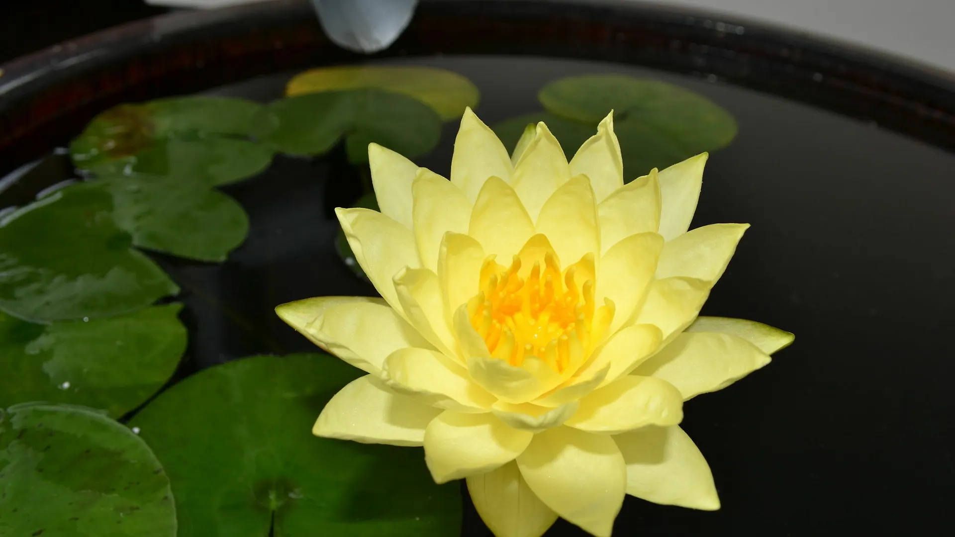 The Lily Pad At Apartman *