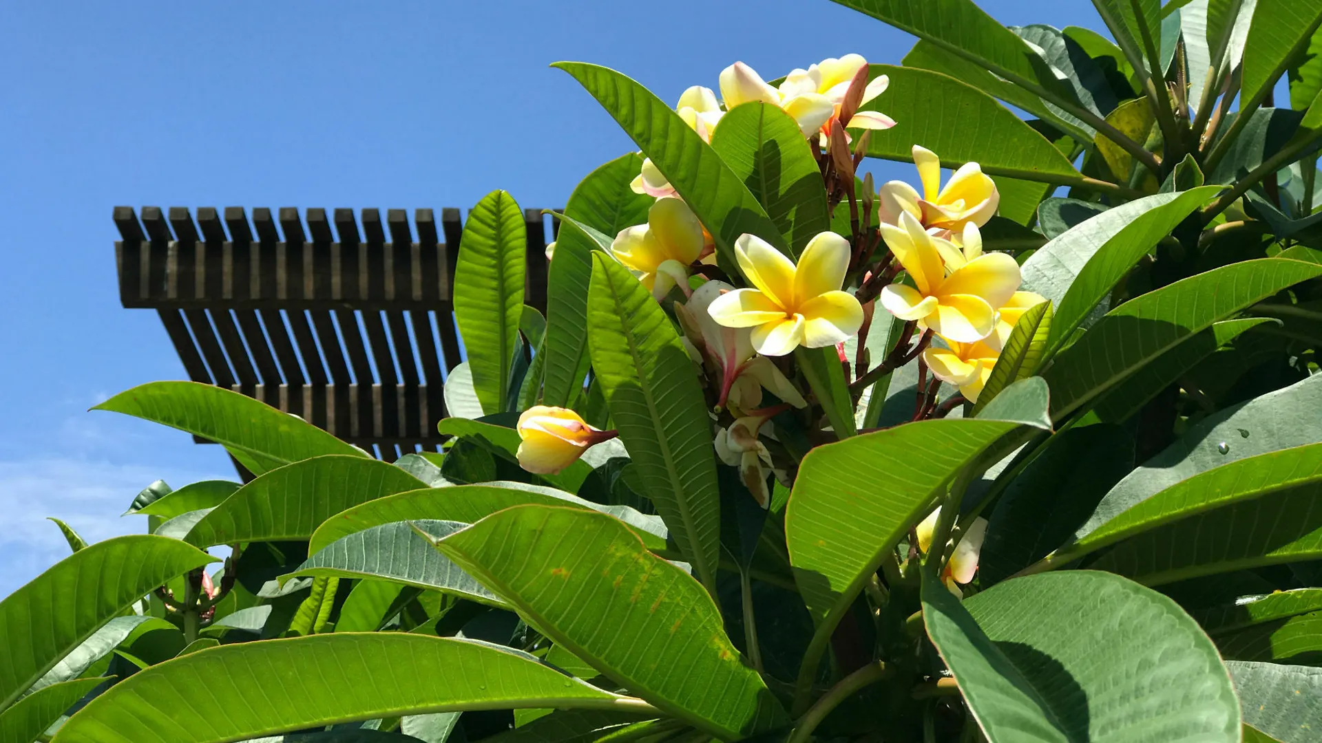 The Lily Pad At Apartman Byron Bay