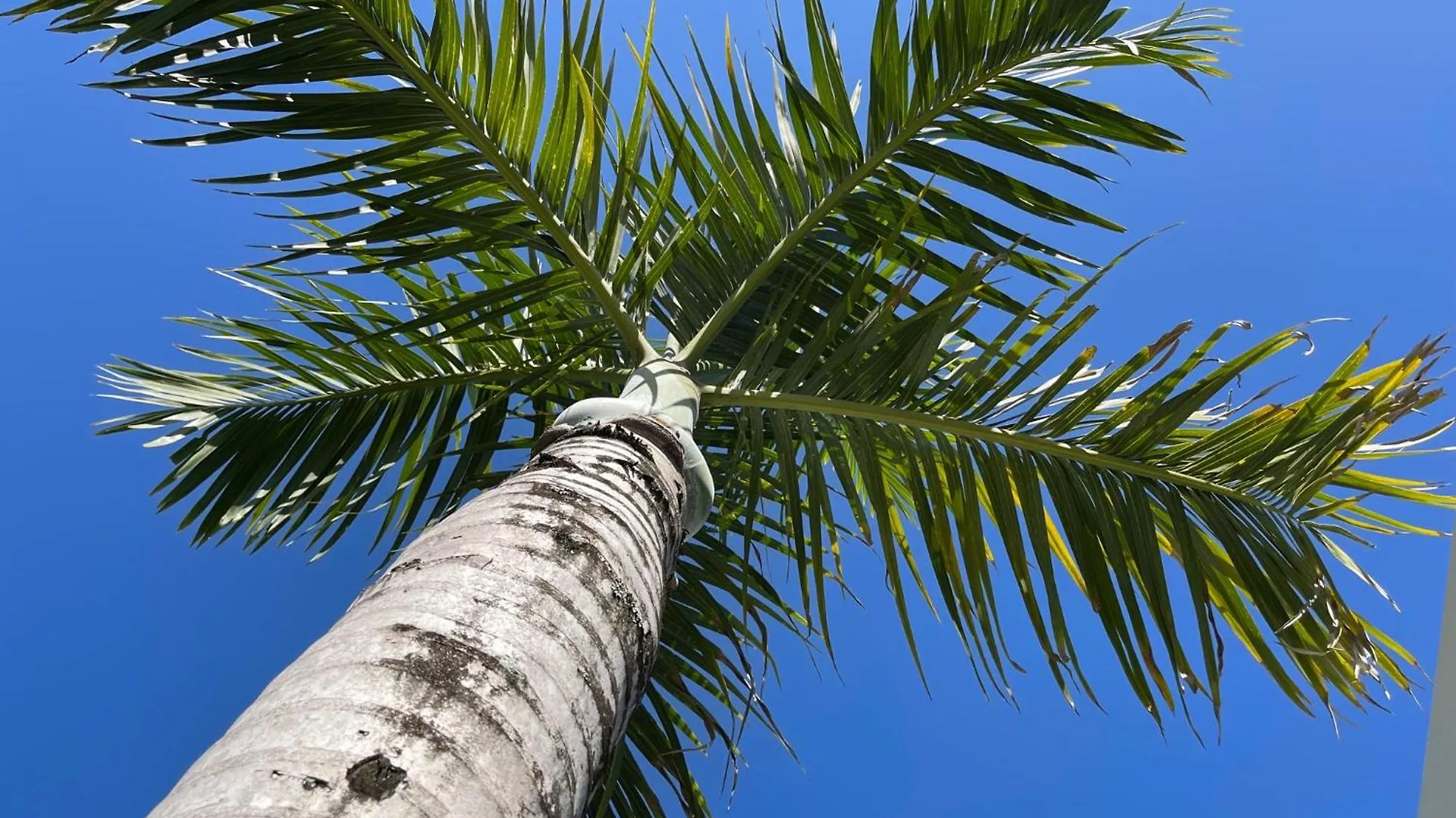 Sunny Palm - Brand New بيت للعطل