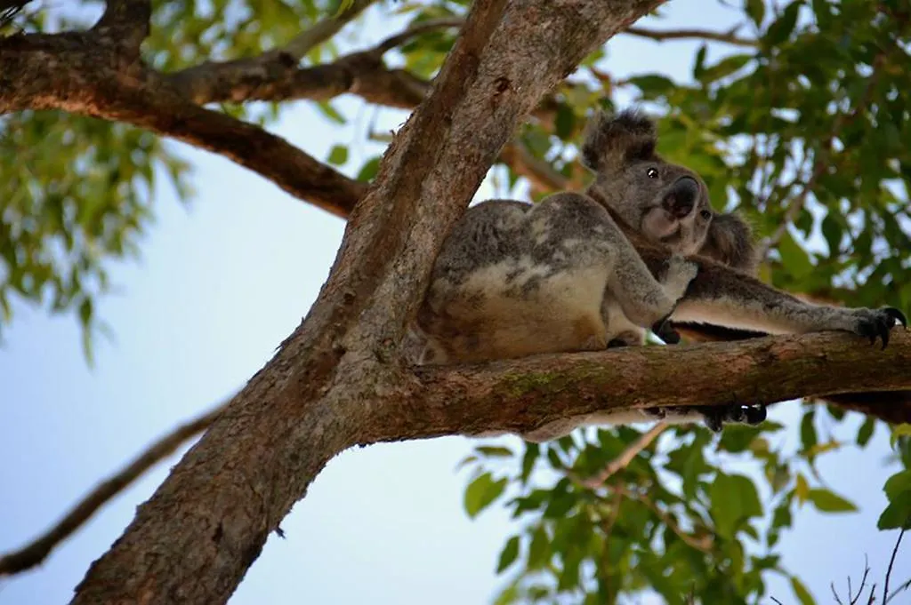 Summerhills Retreat Byron Bay 5* Binna Burra